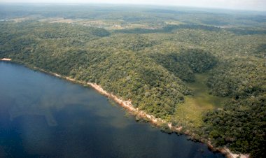 Desmatamento no Amazonas tem queda de 55% no primeiro semestre de 2023