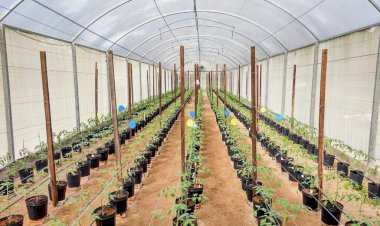 Pesquisa apoiada pelo Governo do AM aplica sistema tecnológico no cultivo de hortaliças e tomates