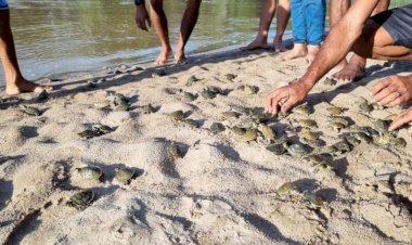 População de quelônios soltos na Reserva Extrativista do Rio Gregório aumenta 99%, em seis anos