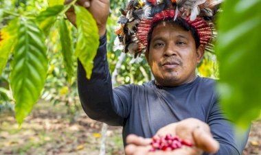Investimento federal de R$ 7 milhões fortalece o PAA junto a comunidades indígenas no Amazonas
