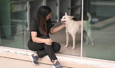 Deputada Joana Darc faz campanha para divulgação de animais disponíveis para adoção no Amazonas