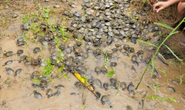 Em trabalho comunitário, mais de 800 filhotes de quelônios são devolvidos à natureza na RDS Rio Madeira