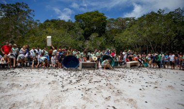 Mais de 25 mil filhotes de quelônios são devolvidos à natureza na RDS do Uatumã