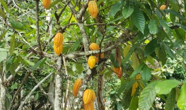 Para elevar produção de cacau no Amazonas, Idam vai distribuir 400 mil sementes da fruta