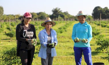 Governo do Amazonas incentiva o associativismo e o cooperativismo para o desenvolvimento do setor primário