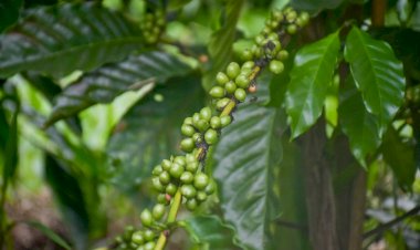 Agricultores da Vila de Lindóia são beneficiados com seis mil mudas de café por meio de emenda parlamentar do deputado João Luiz