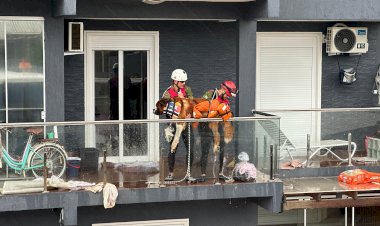 Comissão de Proteção aos Animais da Aleam atua no resgate de animais no Rio Grande do Sul