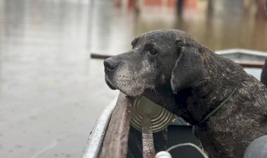 ‘Doguinho do telhado’ é resgatado pela equipe da Comissão de Proteção dos Animais da Aleam, no Rio Grande do Sul