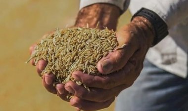 Governo define parâmetros para importação de arroz. Para consumidor, preço final do quilo será de R$ 4