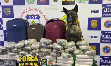 Cães de faro para narcóticos auxiliam na apreensão de mais de meia tonelada de drogas em quatro meses
