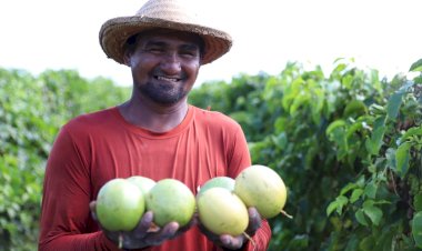 Setor primário: Governo do Amazonas disponibiliza mais de R$ 2 milhões em recursos para o uso de calcário na correção do solo