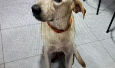 Polícia Civil do Amazonas prende homem por matar cachorro a facadas no bairro Lírio do Vale