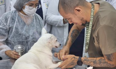 Julho Dourado alerta para importância da vacinação e check-ups veterinários dos pets