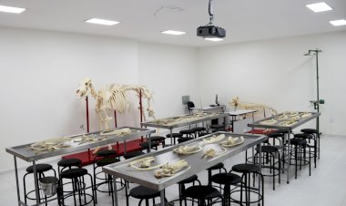 Médico Veterinário ganha espaço no mercado e expande oportunidades de trabalho