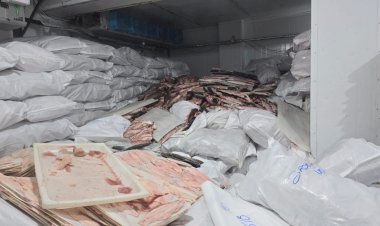 Frigorífico é multado em mais de R$ 110 mil por falta de licenciamento, em Manacapuru