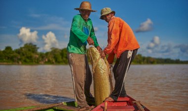 Feira do Pirarucu acontece sábado e domingo com a venda de cinco toneladas do pescado