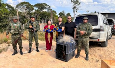 Após denúncia de deputada Joana Darc sobre tráfico de animais silvestres, homem é detido e duas araras são resgatadas no ramal do Brasileirinho