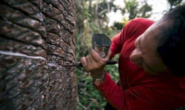 Lançamento de cartilha sobre boas práticas do manejo da borracha nativa da Amazônia acontece nesta segunda