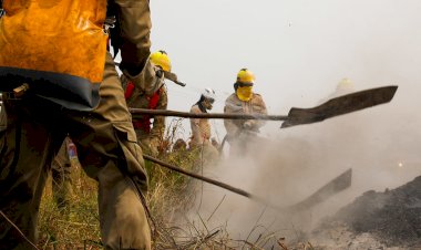 Desmatamento no Amazonas registra queda 29% em 2024, segundo Inpe