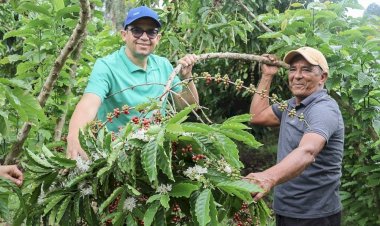 Agricultores de Silves beneficiados com emendas parlamentares de João Luiz ficam entre os dez melhores em concurso nacional de café