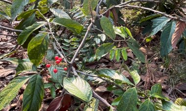 Com apoio do Governo do Amazonas, projeto usa blokchain e sustentabilidade para ajudar agricultores rurais