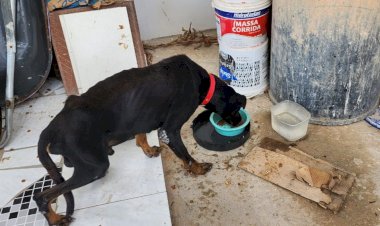 PC-AM intensifica combate aos maus-tratos a animais e encaminha mais de 120 inquéritos à Justiça em 2024