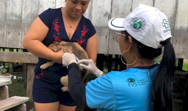 Mais de 60% dos municípios alcançaram a meta de vacinação antirrábica no Amazonas em 2024