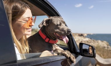 Conheça os cuidados essenciais ao viajar com seu pet