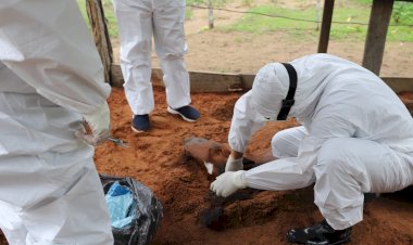 Adaf investiga novo óbito de cavalo por suspeita de intoxicação