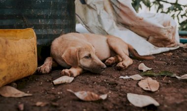 Ministério Público ajuíza ação contra o município de Itamarati para controle populacional de animais abandonados