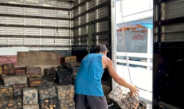 Safra de 2024 da borracha no Amazonas gera 160 toneladas e R$ 2,2 milhões para seringueiros e associações comunitárias