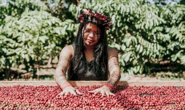 Plataforma conecta consumidores a negócios da floresta e impulsiona impacto socioambiental na Amazônia