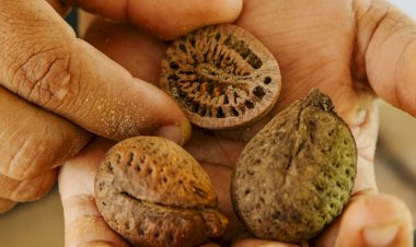 Negócio da floresta cria biojoias e gera renda para mulheres ribeirinhas