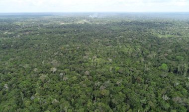 Ipaam registra queda de 52,46% no desmatamento e 64,72% nos focos de calor no mês de junho