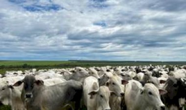 Cuidar bem da saúde é lucro na pecuária e o controle de parasitas é chave para a produtividade