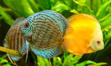 Exportação de peixes ornamentais depende de licenciamento ambiental, alerta Ipaam