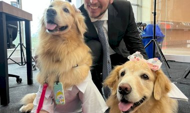 Cães são aliados contra a depressão: benefícios e cuidados dessa relação