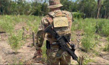 PF deflagra operação para combater o cultivo ilegal de maconha no interior do Amazonas