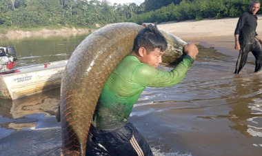 Pirarucu manejado do Vale do Javari valoriza ribeirinhos e fortalece a economia em Atalaia do Norte