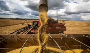 Amapá amplia área produtiva e produtividade e chega a 30,3 mil toneladas de grãos na safra 24/25