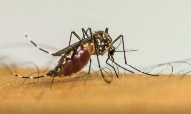 Infecções por Aedes aegypti elevam risco de complicações no parto