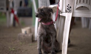 Sepet inicia agendamento de castrações gratuitas na zona leste de Manaus