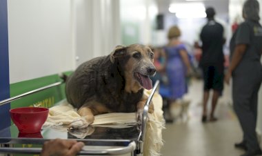 Hospital Público Veterinário do Amazonas registra mais de 23 mil procedimentos em um mês