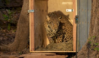 Onça-pintada resgatada no meio do Rio Negro é devolvida à natureza após operação de 24 horas, no Amazonas