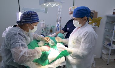 Em dois meses de funcionamento, Hospital Público Veterinário do Amazonas já realizou mais de 70 mil procedimentos