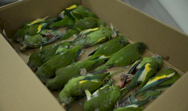 Secretaria de Estado de Proteção Animal resgata aves atropeladas em Manaus