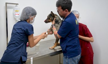 Sepet socorre cachorro ferido após golpe de terçado na comunidade Nossa Senhora do Livramento