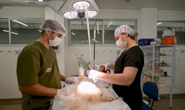 Em 100 dias de funcionamento, Hospital Público Veterinário do Amazonas já atendeu mais de 15 mil animais