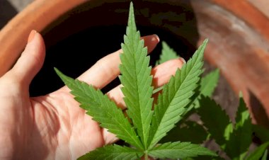 Anvisa discute nesta quarta regras para a produção de cannabis no país