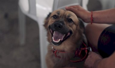 Sepet oferece 300 vagas para castração de animais no bairro Cidade de Deus, zona norte de Manaus